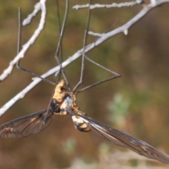 Leptotarsus (Leptotarsus) clavatus at Brindabella, NSW - 13 Jan 2020