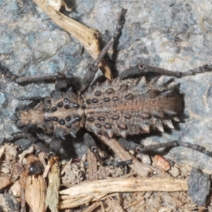 Acantholophus echinatus at Uriarra, NSW - 13 Jan 2020 03:55 PM