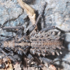 Acantholophus echinatus at Uriarra, NSW - 13 Jan 2020