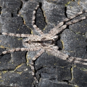 Pediana sp. (genus) at Majura, ACT - 15 Jan 2020