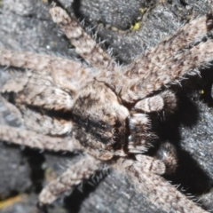 Pediana sp. (genus) at Majura, ACT - 15 Jan 2020