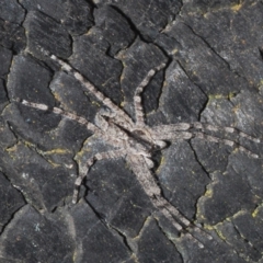 Pediana sp. (genus) at Majura, ACT - 15 Jan 2020