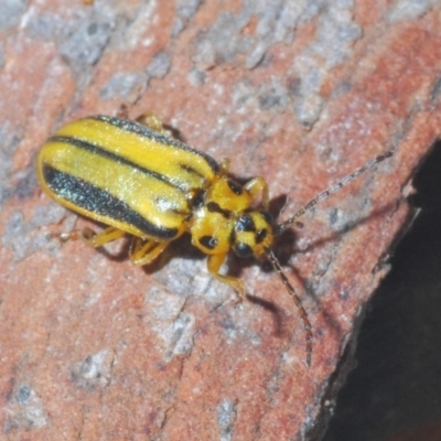 Xanthogaleruca luteola (Elm leaf beetle) at Bruce, ACT - 15 Jan 2020 by Harrisi