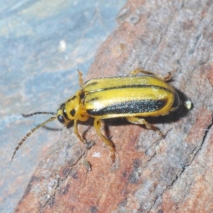 Xanthogaleruca luteola at Bruce, ACT - 15 Jan 2020