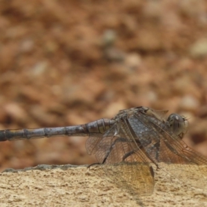 Orthetrum caledonicum at Sutton, NSW - 14 Jan 2020 11:54 AM