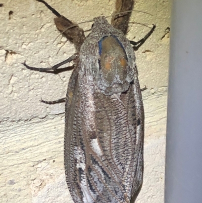 Endoxyla encalypti (Wattle Goat Moth) at Sutton, NSW - 14 Jan 2020 by Whirlwind