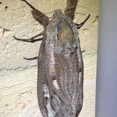 Endoxyla encalypti (Wattle Goat Moth) at QPRC LGA - 14 Jan 2020 by Whirlwind