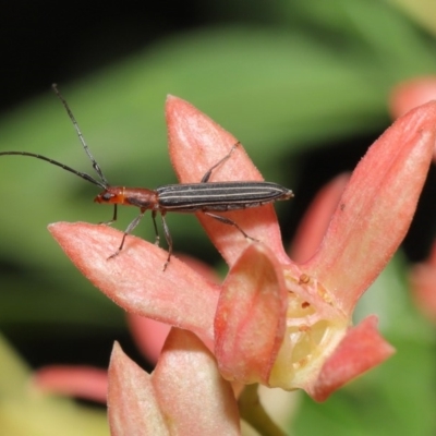 Syllitus rectus (Longhorn beetle) at ANBG - 14 Jan 2020 by TimL