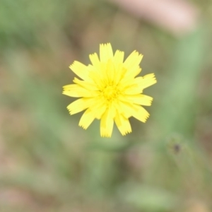 Hypochaeris radicata at Wamboin, NSW - 6 Dec 2019 06:05 PM