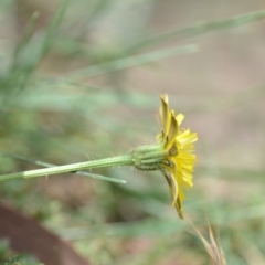 Hypochaeris radicata at Wamboin, NSW - 6 Dec 2019 06:05 PM