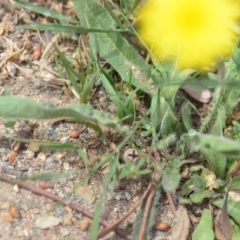 Hypochaeris radicata at Wamboin, NSW - 6 Dec 2019 06:05 PM