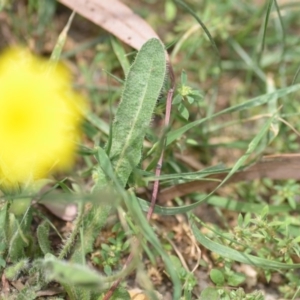 Hypochaeris radicata at Wamboin, NSW - 6 Dec 2019 06:05 PM