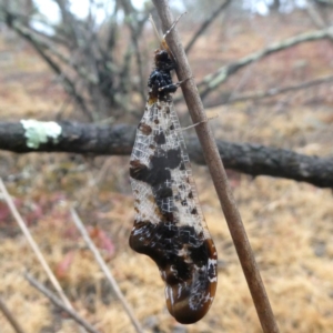 Periclystus circuiter at Googong, NSW - 16 Jan 2020