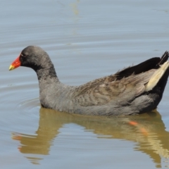 Gallinula tenebrosa (Dusky Moorhen) at Gordon Pond - 27 Nov 2019 by michaelb