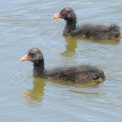 Gallinula tenebrosa at Gordon, ACT - 27 Nov 2019