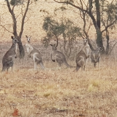 Macropus giganteus (Eastern Grey Kangaroo) at Moncrieff, ACT - 17 Jan 2020 by Bioparticles