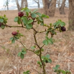 Rosa canina (Dog Rose) at Moncrieff, ACT - 16 Jan 2020 by Bioparticles