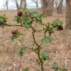 Rosa canina at Moncrieff, ACT - 17 Jan 2020 08:36 AM