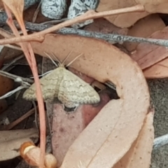 Scopula rubraria (Reddish Wave, Plantain Moth) at Moncrieff, ACT - 17 Jan 2020 by Bioparticles