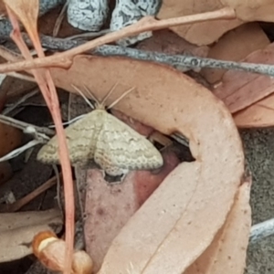 Scopula rubraria at Moncrieff, ACT - 17 Jan 2020