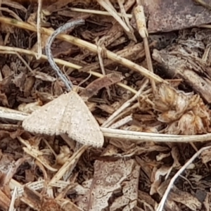 Scopula rubraria at Moncrieff, ACT - 17 Jan 2020