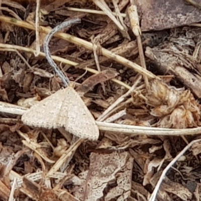 Scopula rubraria (Reddish Wave, Plantain Moth) at Moncrieff, ACT - 17 Jan 2020 by Bioparticles