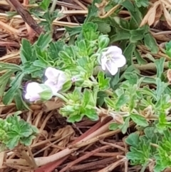 Geranium sp. at Moncrieff, ACT - 17 Jan 2020