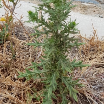 Cirsium vulgare (Spear Thistle) at Moncrieff, ACT - 17 Jan 2020 by Bioparticles