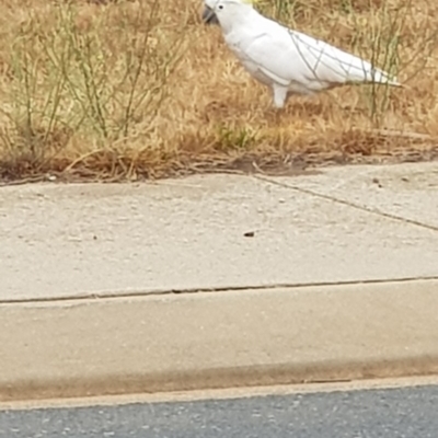 Cacatua galerita (Sulphur-crested Cockatoo) at Ngunnawal, ACT - 17 Jan 2020 by Bioparticles