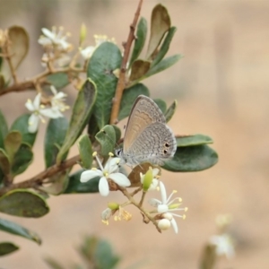 Nacaduba biocellata at Cook, ACT - 16 Jan 2020