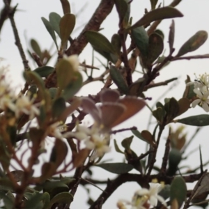 Nacaduba biocellata at Cook, ACT - 16 Jan 2020