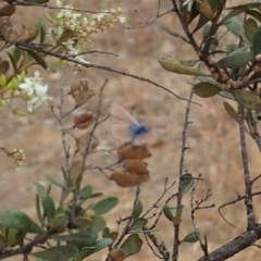 Nacaduba biocellata at Cook, ACT - 16 Jan 2020