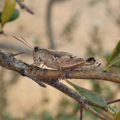 Phaulacridium vittatum (Wingless Grasshopper) at Cook, ACT - 16 Jan 2020 by CathB