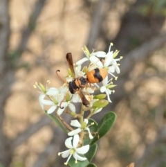 Euodynerus sp. (genus) (Mason Wasp) at Cook, ACT - 16 Jan 2020 by CathB