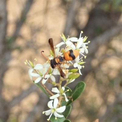 Euodynerus sp. (genus) (Mason Wasp) at Cook, ACT - 16 Jan 2020 by CathB