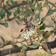 Podalonia tydei (Caterpillar-hunter wasp) at Mount Painter - 16 Jan 2020 by CathB
