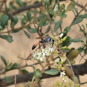 Podalonia tydei at Cook, ACT - 16 Jan 2020