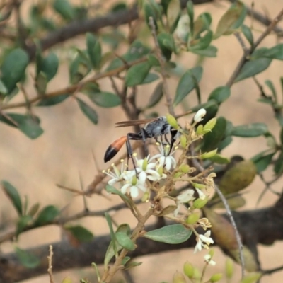 Podalonia tydei (Caterpillar-hunter wasp) at Cook, ACT - 16 Jan 2020 by CathB