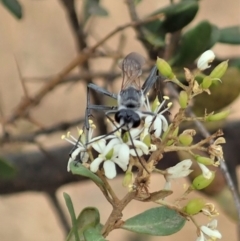 Podalonia tydei at Cook, ACT - 16 Jan 2020