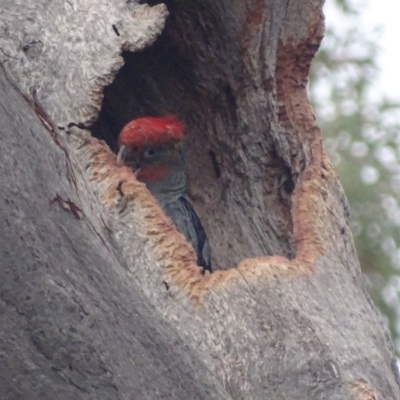 Callocephalon fimbriatum (Gang-gang Cockatoo) at O'Malley, ACT - 17 Jan 2020 by roymcd