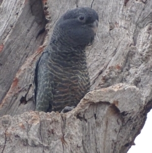 Callocephalon fimbriatum at O'Malley, ACT - 17 Jan 2020