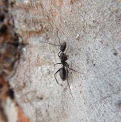 Camponotus sp. (genus) (A sugar ant) at Mount Painter - 24 Sep 2018 by CathB