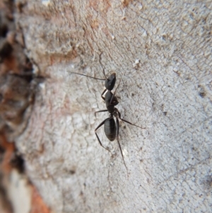 Camponotus sp. (genus) at Cook, ACT - 24 Sep 2018