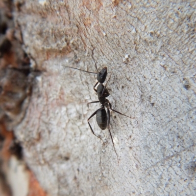 Camponotus sp. (genus) (A sugar ant) at Mount Painter - 24 Sep 2018 by CathB