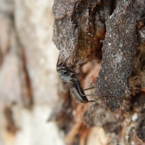 Camponotus sp. (genus) at Cook, ACT - 24 Sep 2018