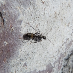 Camponotus sp. (genus) at Cook, ACT - 24 Sep 2018