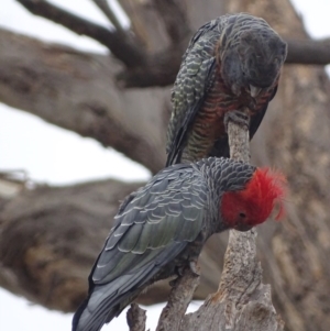 Callocephalon fimbriatum at O'Malley, ACT - 17 Jan 2020