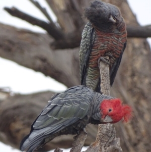 Callocephalon fimbriatum at O'Malley, ACT - 17 Jan 2020