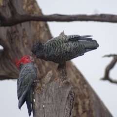 Callocephalon fimbriatum at O'Malley, ACT - 17 Jan 2020