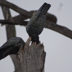 Callocephalon fimbriatum at O'Malley, ACT - 17 Jan 2020